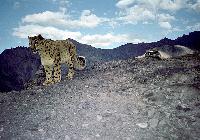 Snow leopard Sighting Trek