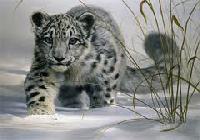 Winter Snow Leopard watch trek