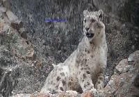 Big Wild Cats Sighting  Himalaya Ladakh