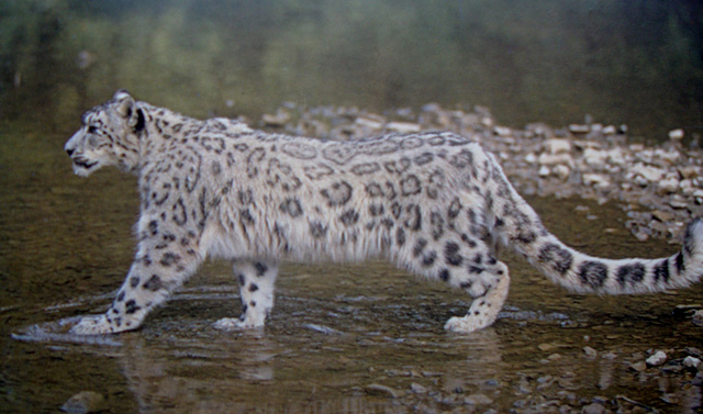 Winte Snow Leopard Watch trek